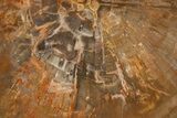 Beautiful, Petrified Wood (Araucaria) Slab - Madagascar #325568-1